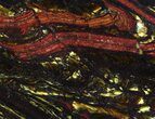 Polished Tiger Iron Stromatolite - ( Billion Years) #65325-1